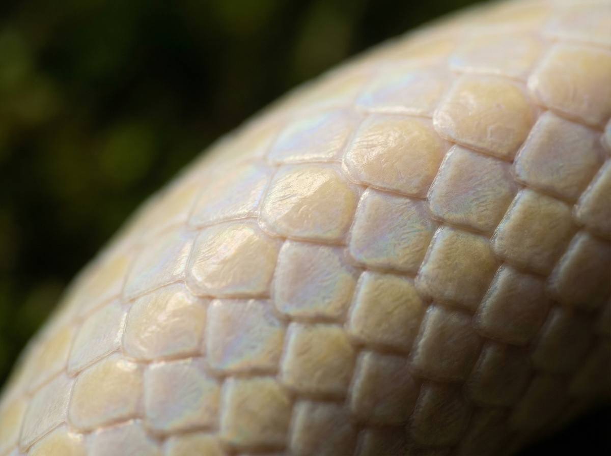草榴社区蟒蛇微距视频 - 蟒蛇鳞片微距摄影技巧分享